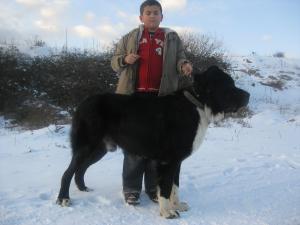 Прикачена снимка