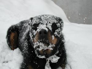 Прикачена снимка