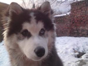 Прикачена снимка