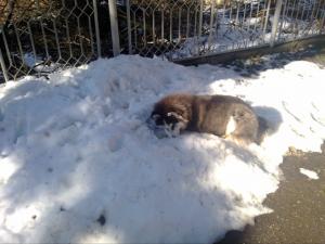 Прикачена снимка