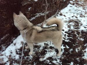 Прикачена снимка