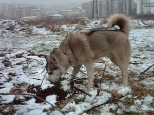 Прикачена снимка
