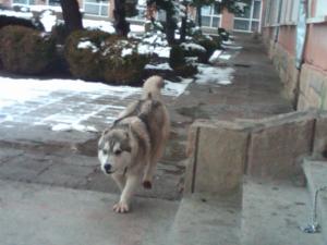 Прикачена снимка