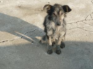Прикачена снимка