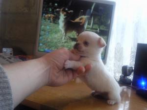 Прикачена снимка