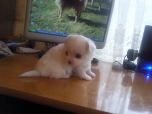 Прикачена снимка