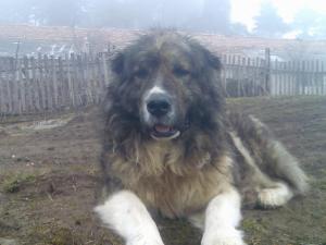Прикачена снимка