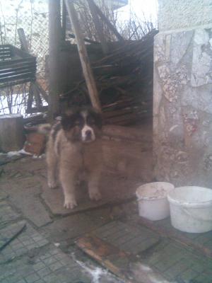 Прикачена снимка