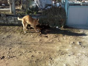 Прикачена снимка