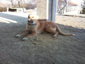 Прикачена снимка