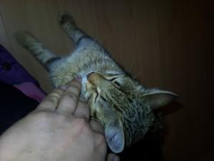 Прикачена снимка
