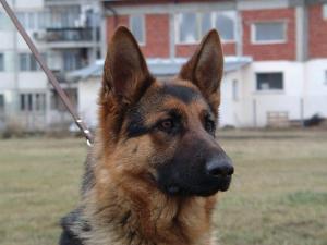 Прикачена снимка