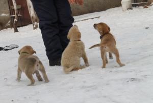 Прикачена снимка