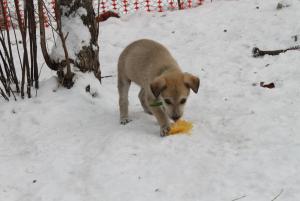 Прикачена снимка