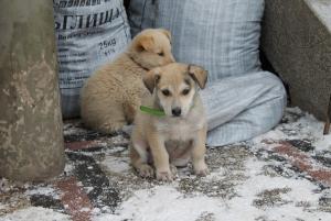 Прикачена снимка