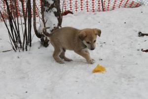 Прикачена снимка