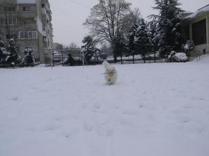 Прикачена снимка