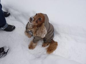 Прикачена снимка