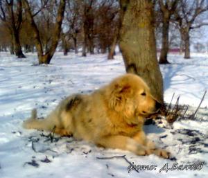 Прикачена снимка