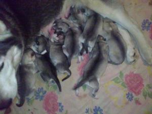 Прикачена снимка