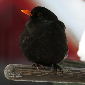 Прикачена снимка