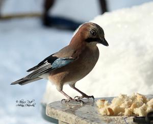 Прикачена снимка