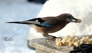 Прикачена снимка