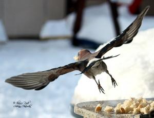 Прикачена снимка
