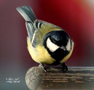 Прикачена снимка