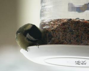 Прикачена снимка