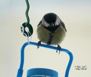 Прикачена снимка