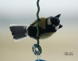 Прикачена снимка