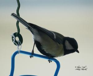 Прикачена снимка