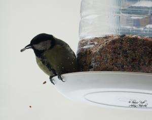 Прикачена снимка