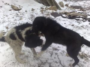 Прикачена снимка