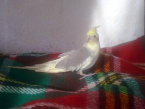 Прикачена снимка