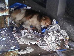 Прикачена снимка