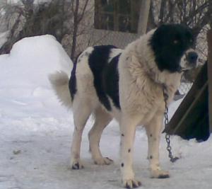 Прикачена снимка