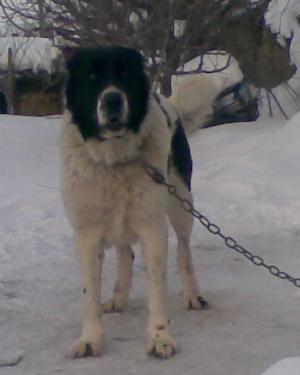 Прикачена снимка