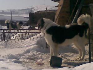 Прикачена снимка