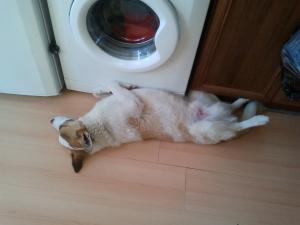 Прикачена снимка