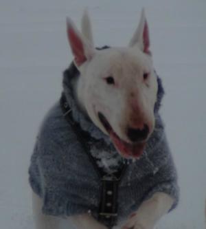 Прикачена снимка