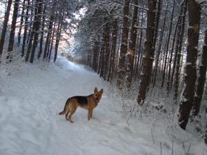 Прикачена снимка