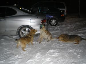 Прикачена снимка