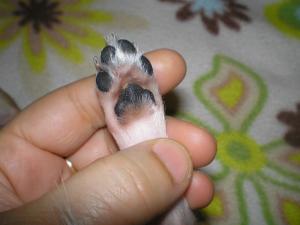Прикачена снимка