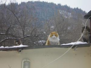 Прикачена снимка