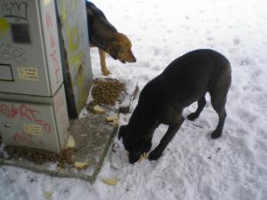 Прикачена снимка