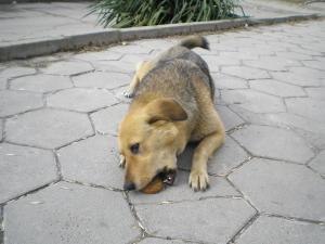 Прикачена снимка