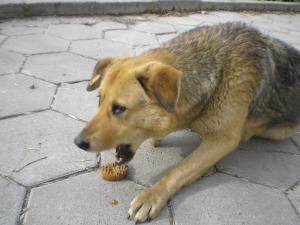 Прикачена снимка