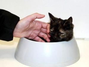 Прикачена снимка